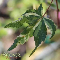 COTTON CANDY UPRIGHT JAPANESE MAPLE