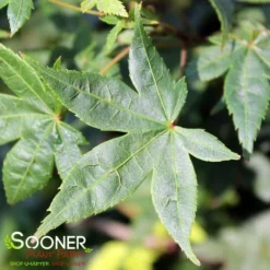 KATSURA NISHIKI UPRIGHT JAPANESE MAPLE 5 KATSURA NISHIKI UPRIGHT JAPANESE MAPLE -Deals Plants Store DETA 3861