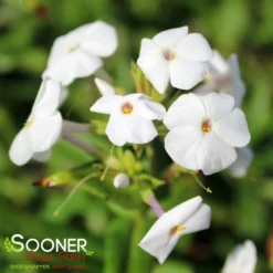 FASHIONABLY EARLY CRYSTAL GARDEN PHLOX