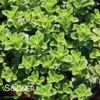 LITTLE MISS SUNSHINE SEDUM