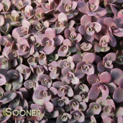 SUNSPARKLER® FIRECRACKER SEDUM -Deals Plants Store DETA 3988