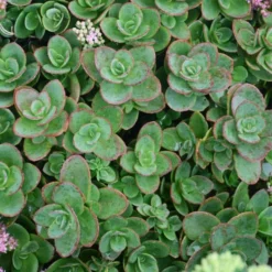SUNSPARKLER® LIME ZINGER SEDUM 3 SUNSPARKLER® LIME ZINGER SEDUM -Deals Plants Store DETA 4023