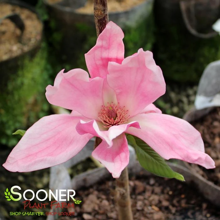 DAYBREAK MAGNOLIA 1 DAYBREAK MAGNOLIA