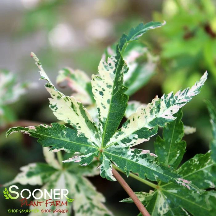 TSURU NO MAI UPRIGHT JAPANESE MAPLE 1 TSURU NO MAI UPRIGHT JAPANESE MAPLE