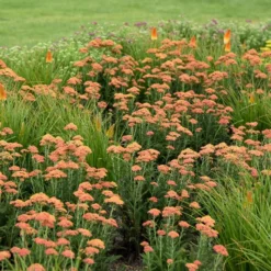 FIREFLY PEACH SKY YARROW -Deals Plants Store DETA 4092