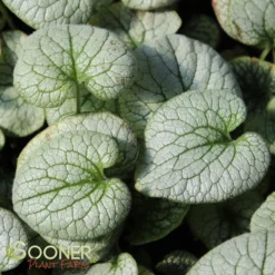QUEEN OF HEARTS BRUNNERA -Deals Plants Store DETA 4100