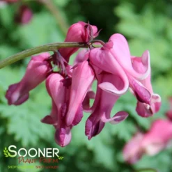 PINK DIAMONDS BLEEDING HEART