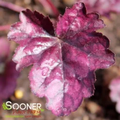 DOLCE® WILDBERRY CORAL BELLS -Deals Plants Store DETA 4123