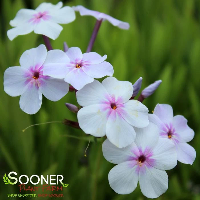 OPENING ACT PINK-A-DOT GARDEN PHLOX 2 OPENING ACT PINK-A-DOT GARDEN PHLOX - Image 2