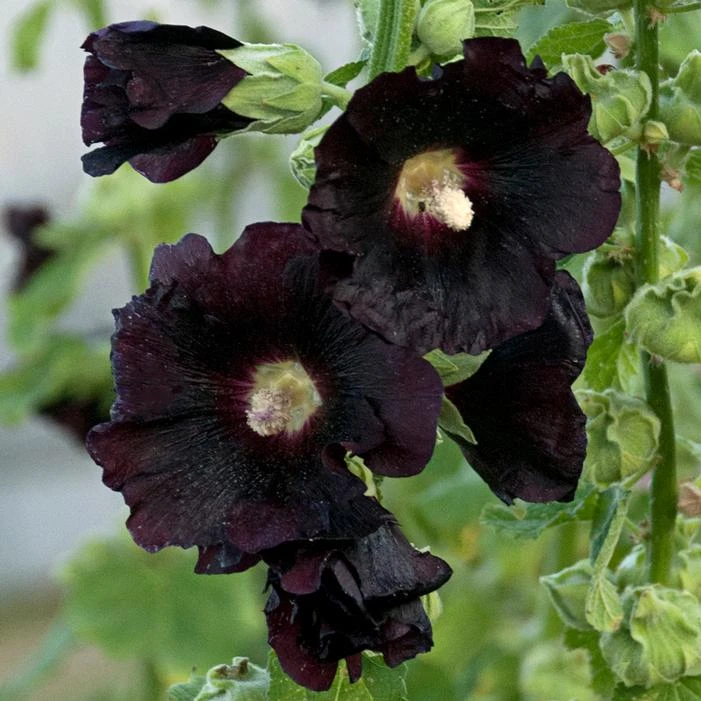 SPOTLIGHT BLACKNIGHT HOLLYHOCK 1 SPOTLIGHT BLACKNIGHT HOLLYHOCK