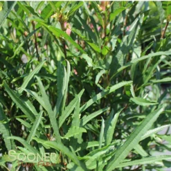 FINE LINE® BUCKTHORN 7 FINE LINE® BUCKTHORN -Deals Plants Store DETA 423