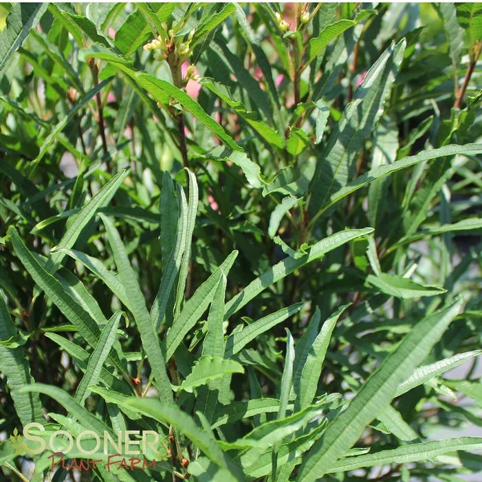 FINE LINE® BUCKTHORN 4 FINE LINE® BUCKTHORN - Image 4