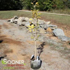 Deals Plants Store 23 Deals Plants Store -Deals Plants Store DETA 4266