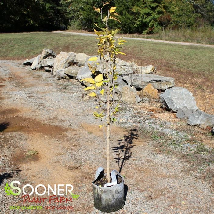 PRAIRIE SENTINEL® HACKBERRY 2 PRAIRIE SENTINEL® HACKBERRY - Image 2