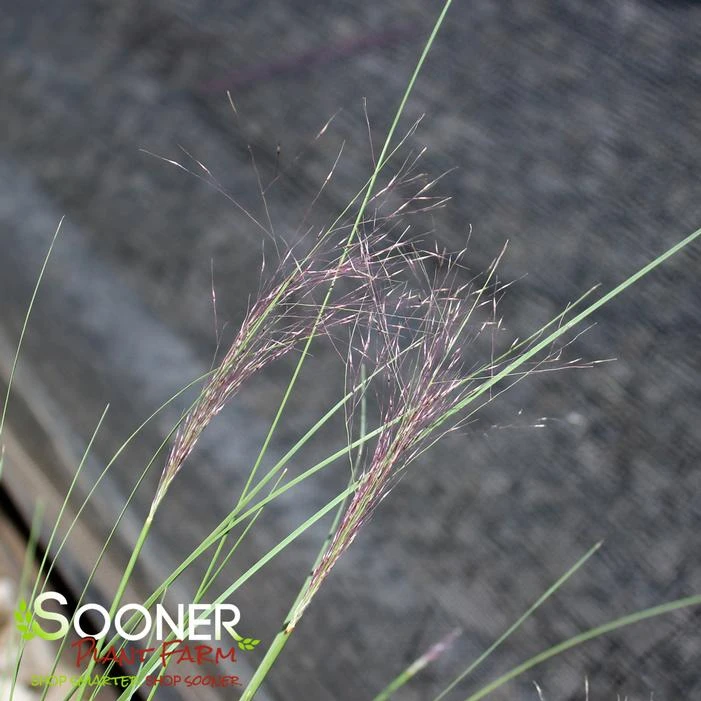 UNDAUNTED® RUBY MUHLY GRASS 1 UNDAUNTED® RUBY MUHLY GRASS