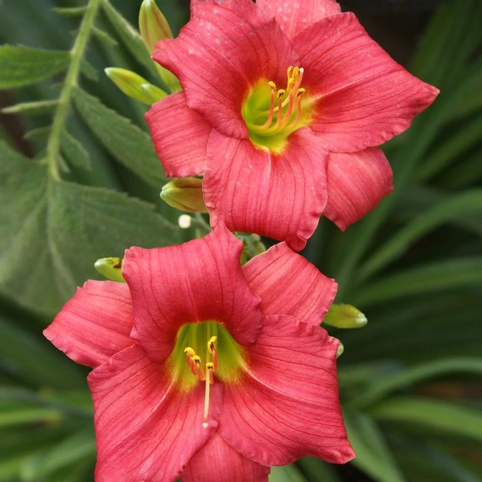 LITTLE BUSINESS DAYLILY 1 LITTLE BUSINESS DAYLILY