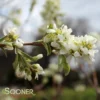 RAINBOW PILLAR® SERVICEBERRY