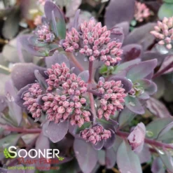 SUNSPARKLER® PLUM DAZZLED SEDUM -Deals Plants Store DETA 4348
