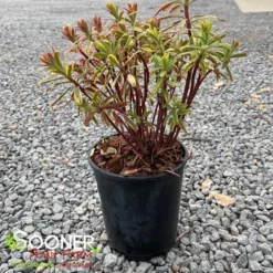 ASCOT RAINBOW EUPHORBIA -Deals Plants Store DETA 4375