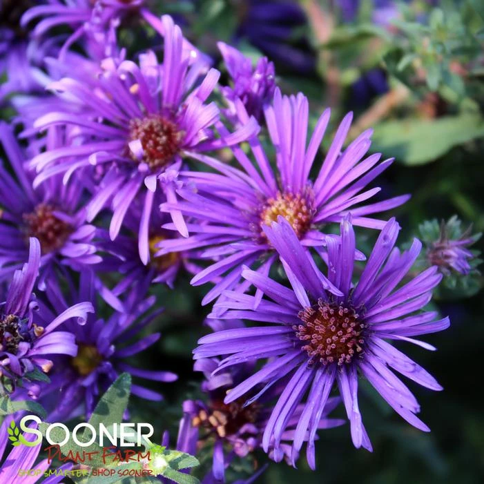 GRAPE CRUSH NEW ENGLAND ASTER 1 GRAPE CRUSH NEW ENGLAND ASTER