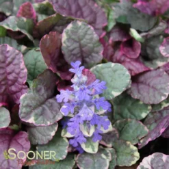 BURGUNDY GLOW AJUGA -Deals Plants Store DETA 447
