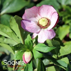 HONEYMOON® FRENCH KISS LENTEN ROSE -Deals Plants Store DETA 4474