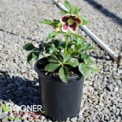 HONEYMOON® ROMANTIC GETAWAY LENTEN ROSE -Deals Plants Store DETA 4475