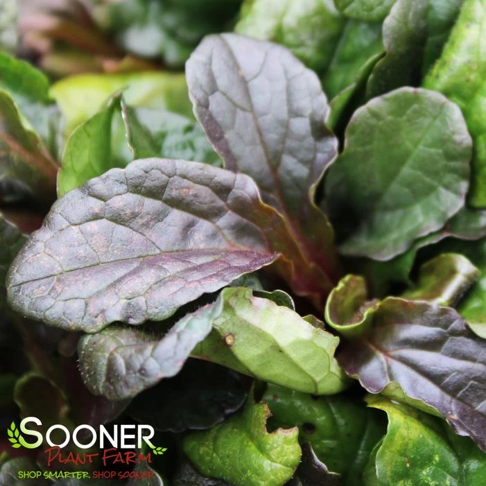 BRONZE BEAUTY AJUGA 1 BRONZE BEAUTY AJUGA