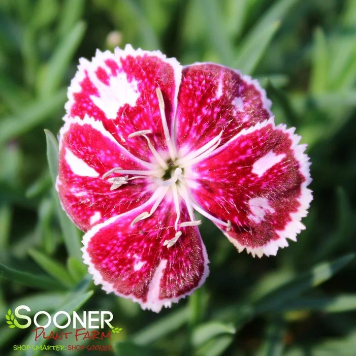 PRETTY POPPERS™ FIRE AND ICE DIANTHUS 1 PRETTY POPPERS™ FIRE AND ICE DIANTHUS