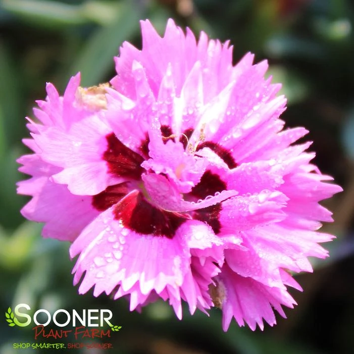 PRETTY POPPERS™ GOODY GUMDROPS DIANTHUS 1 PRETTY POPPERS™ GOODY GUMDROPS DIANTHUS