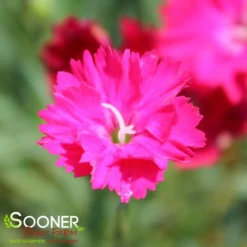 PAINT THE TOWN RED DIANTHUS 7 PAINT THE TOWN RED DIANTHUS -Deals Plants Store DETA 4548