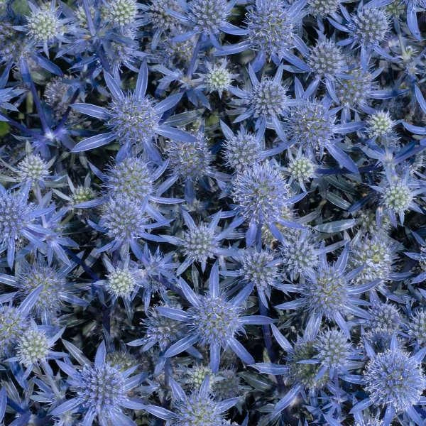 BLUE GLITTER SEA HOLLY 1 BLUE GLITTER SEA HOLLY