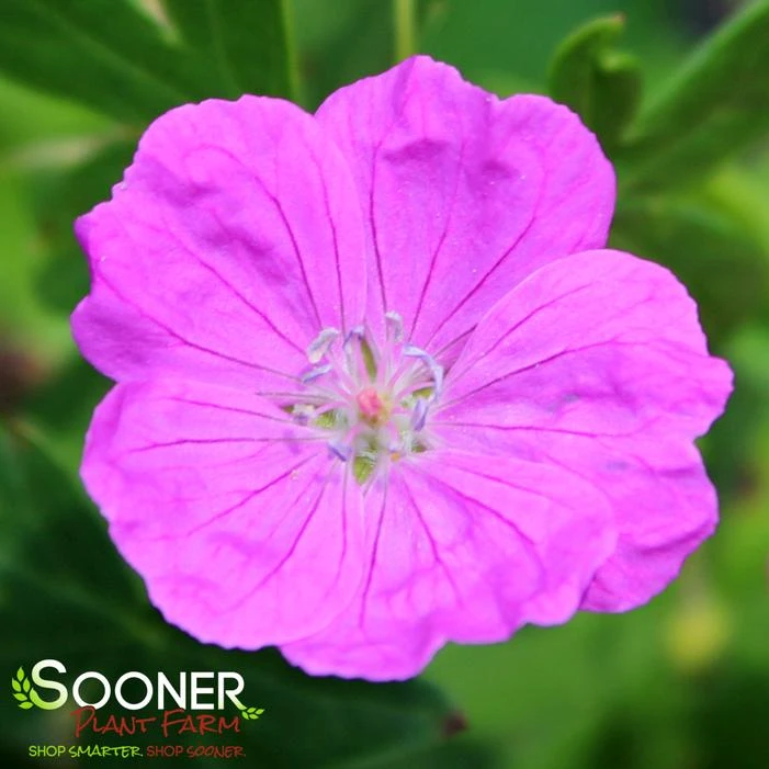 NEW HAMPSHIRE PURPLE CRANESBILL GERANIUM 2 NEW HAMPSHIRE PURPLE CRANESBILL GERANIUM - Image 2