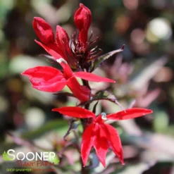 STARSHIP™ SCARLET BRONZE LEAF CARDINAL FLOWER 3 STARSHIP™ SCARLET BRONZE LEAF CARDINAL FLOWER -Deals Plants Store DETA 4576