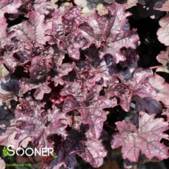 GRAPE TIMELESS CORAL BELLS -Deals Plants Store DETA 4593