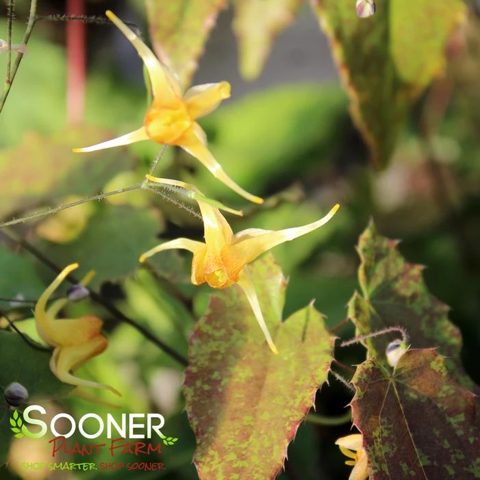 AMBER QUEEN EPIMEDIUM 2 AMBER QUEEN EPIMEDIUM - Image 2