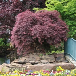 CRIMSON QUEEN WEEPING JAPANESE MAPLE -Deals Plants Store DETA 46