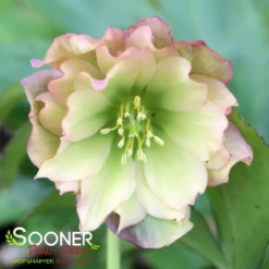 WEDDING PARTY® MOTHER OF THE BRIDE LENTEN ROSE -Deals Plants Store DETA 4606