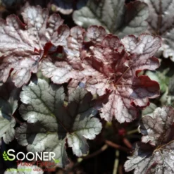 TIMELESS TREASURE CORAL BELLS 5 TIMELESS TREASURE CORAL BELLS -Deals Plants Store DETA 4613