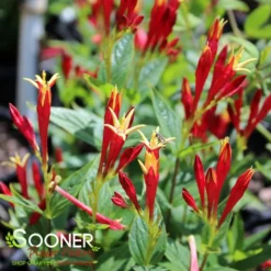 LITTLE REDHEAD INDIAN PINK