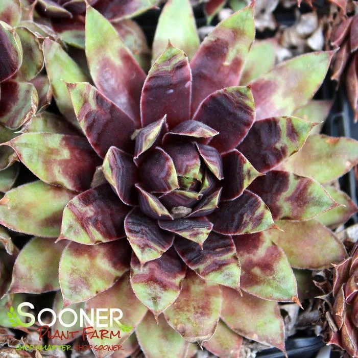 CHICK CHARMS® CRANBERRY COCKTAIL™ HENS & CHICKS 1 CHICK CHARMS® CRANBERRY COCKTAIL™ HENS & CHICKS