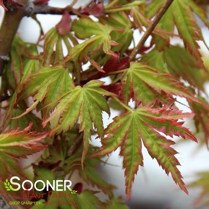ABIGAIL ROSE DWARF UPRIGHT JAPANESE MAPLE 2 ABIGAIL ROSE DWARF UPRIGHT JAPANESE MAPLE - Image 2