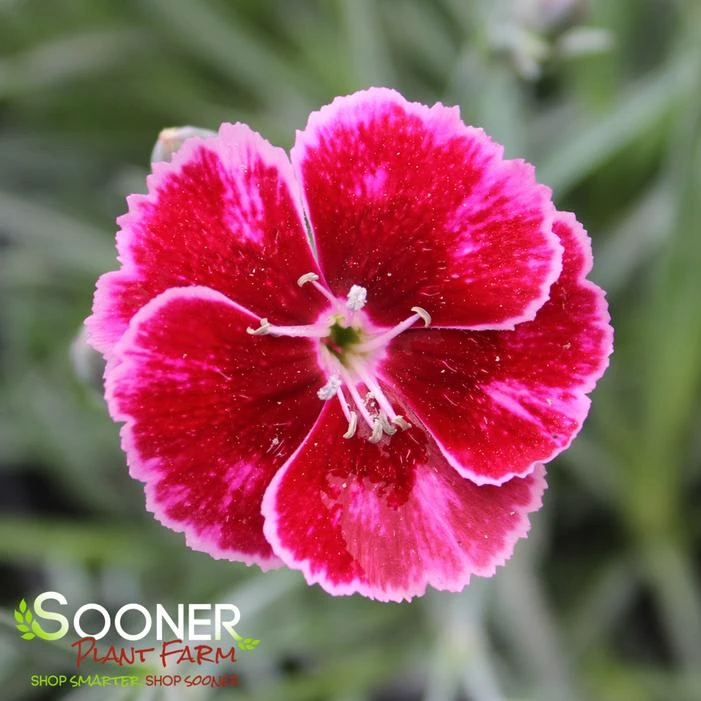 MOUNTAIN FROST™ RUBY GLITTER DIANTHUS 1 MOUNTAIN FROST™ RUBY GLITTER DIANTHUS