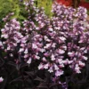 DAKOTA™ BURGUNDY BEARDTONGUE