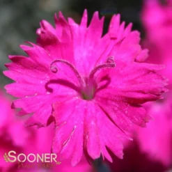 NEON STAR DIANTHUS -Deals Plants Store DETA 496