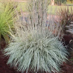 SHINING STAR™ LITTLE BLUESTEM