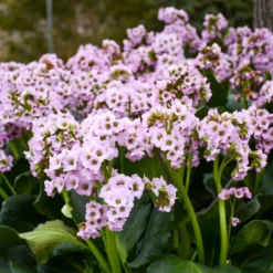 FAIRYTALE ROMANCE BERGENIA