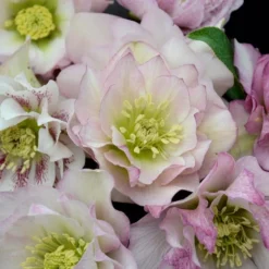 WEDDING PARTY® FLOWER GIRL LENTEN ROSE -Deals Plants Store DETA 5060