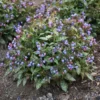 PINK-A-BLUE LUNGWORT