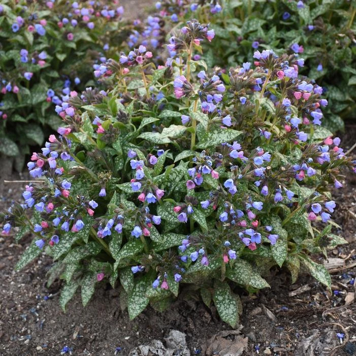 PINK-A-BLUE LUNGWORT 1 PINK-A-BLUE LUNGWORT